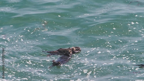 Cape Kiritappu, Hokkaido Wild sea otter parent and child raising their young