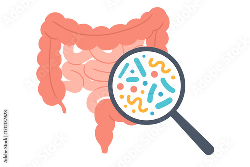 Gut microbiota under a magnifying glass. Human gut, intestine, and microbiome concept. Healthy digestive system flora with probiotics and good bacteria for immunity. Colon vector.