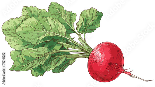 Vibrant Radish with Red Root and Leafy Greens - Fresh Flat Vector Illustration
