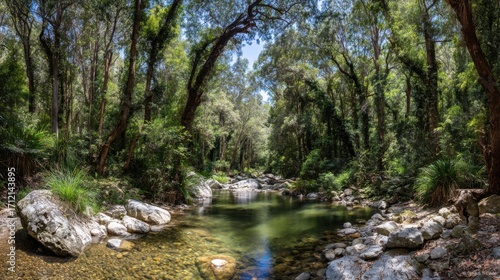 stream. Sunlit forest stream with dappled light reflecting off crystal clear water over rocks. travel magazines, destination branding, designed for travel destination branding, used by researchers.