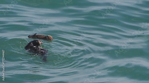 Cape Kiritappu, Hokkaido Wild sea otter parent and child raising their young