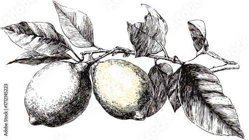 Detailed Hand Drawn Ink Sketch Vector Illustration of a Lemon