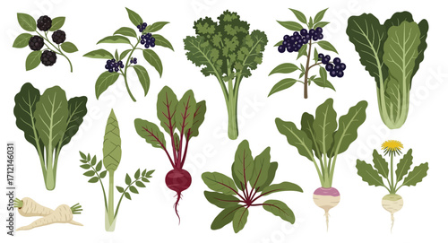 Vector illustration of turkey berry, Ethiopian kale, morogo, sukuma wiki, udo shoots, and other grenery