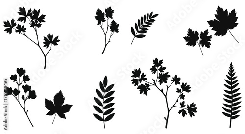 Variety of silhouetted plant leaves and branches against a white background