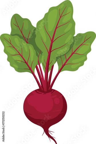Fresh beetroot vegetable illustration, organic root crop, healthy food design, red beet with green leaves, natural farm produce, nutrition graphic vector
