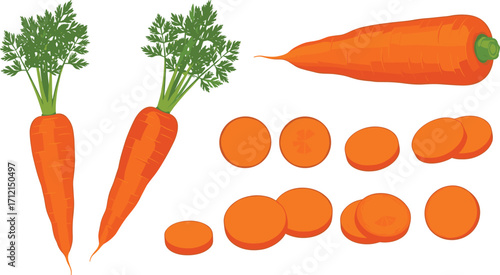 Fresh carrots with green leaves and sliced pieces, organic vegetable illustration, healthy food concept, nutrition, farming, diet, kitchen ingredient, cooking