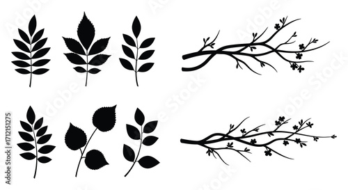 Black and white botanical illustrations of various leaves and slender branches