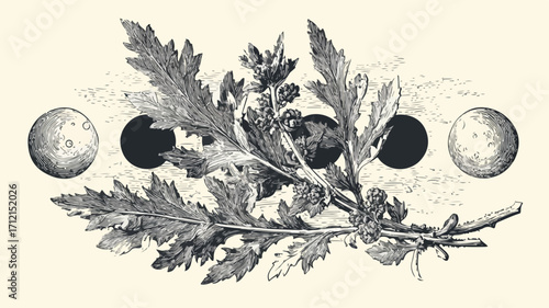 Mugwort Occult Engraving: Dream Herb with Lunar Phases