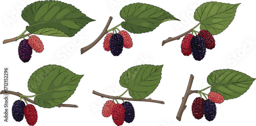 Fresh mulberry fruit branch illustration, ripe and unripe berries with leaves, organic healthy food, botanical drawing, natural nutrition, vector design