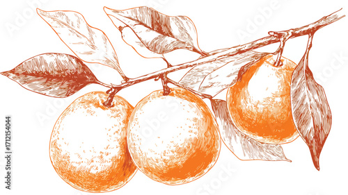 Vibrant Orange Citrus Fruit Branch Illustration for Fresh Food Concepts