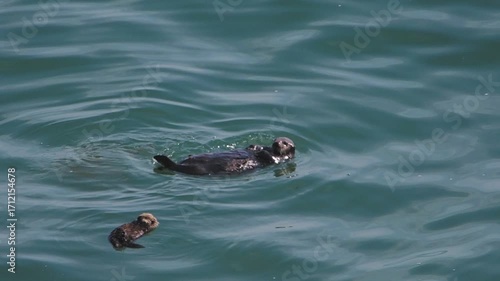 Cape Kiritappu, Hokkaido Wild sea otter parent and child raising their young