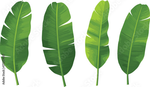 Green banana leaves illustration, tropical foliage design, exotic jungle plant decoration, nature background, summer theme, eco friendly, botanical graphic element