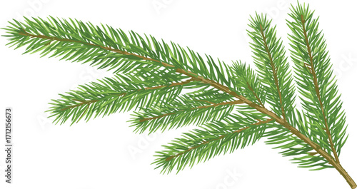 Green pine tree branch isolated on white background, natural spruce needles illustration, evergreen Christmas decoration, forest nature element for design