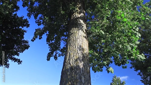 Panning big tree from top to bottom.