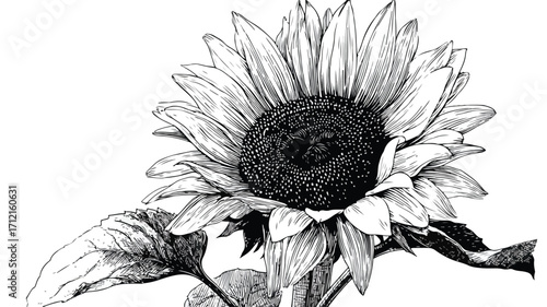 Detailed Engraving Style Vector Illustration of Antique Design Elements