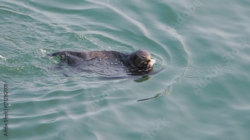 Cape Kiritappu, Hokkaido Wild sea otter parent and child raising their young