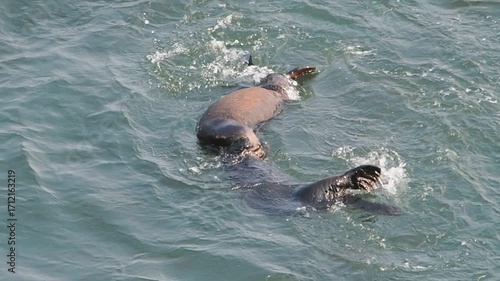 Cape Kiritappu, Hokkaido Wild sea otter parent and child raising their young