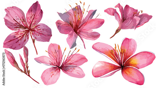 Exquisite Watercolor Pink Tropical Flowers Set Hand Drawn