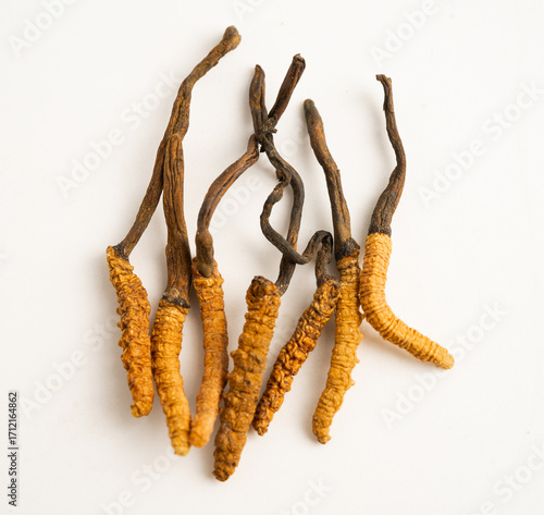 Cordyceps sinensis or Ophiocordyceps sinensis isolated on white background, mushroom herb treatment medicine.