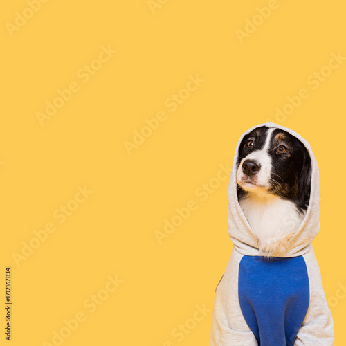 A cute young girl and her adorable white Jack Russell terrier puppy sitting together on a white background