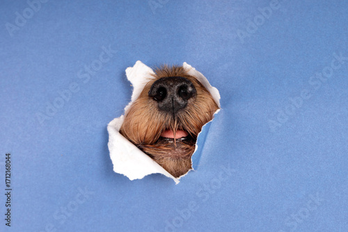 A cute small Yorkshire Terrier dog with brown and white fur, a domestic canine pet, is isolated