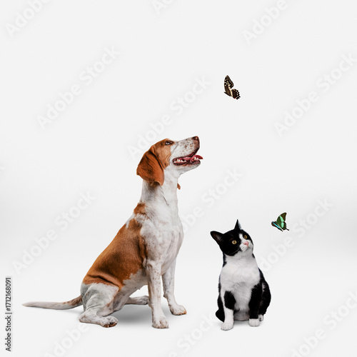 An adorable small terrier and a cute puppy playing together