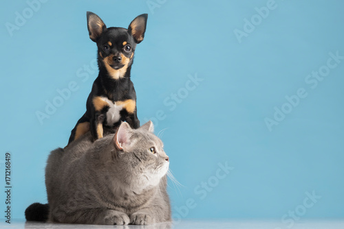 A young, cute chihuahua puppy with black and white fur is sitting in a studio on a blue background