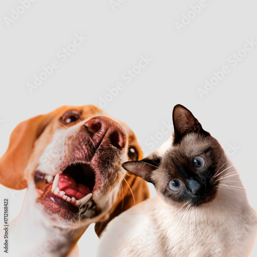 Cute siamese kitten and dog with blue eyes looking at the camera