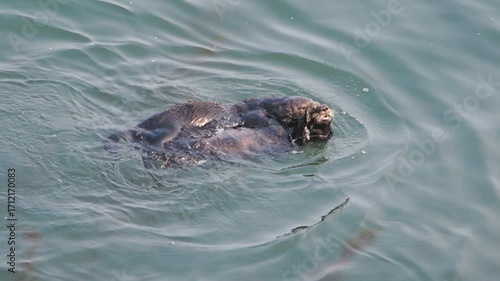 Cape Kiritappu, Hokkaido Wild sea otter parent and child raising their young