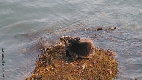 Cape Kiritappu, Hokkaido Wild sea otter parent and child raising their young
