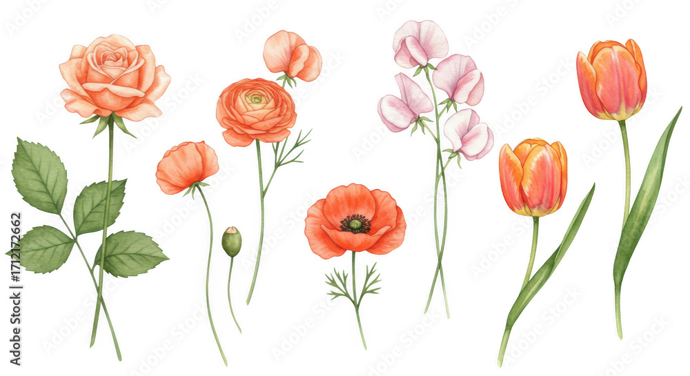 Fototapeta premium Floral Flourish: A vibrant watercolor illustration showcasing an assortment of delicate and colorful flowers, including roses, poppies, tulips, ranunculus, and sweet peas.