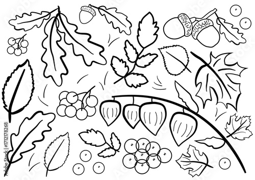 Autumn leaves of maple, oak, and mountain ash. Bright autumn leaves