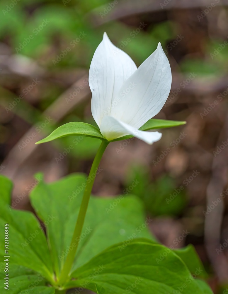 Obraz premium Close-up of a white flower with delicate petals, vibrant green leaves, and a slender stem against a blurred forest floor