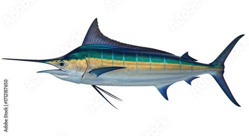 Photos Isolated marlin fish, sport fishing trophy, Atlantic sailfish with detailed text