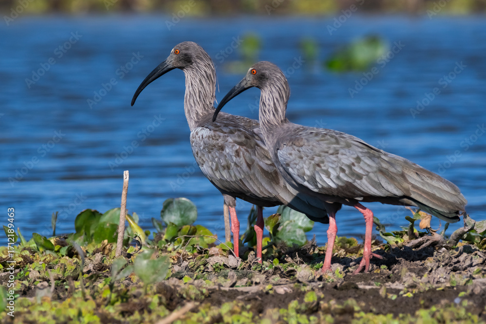 Naklejka premium Plumbeous ibis, Bañado La Estrella, Formosa Province, Argentina.