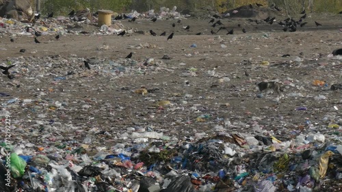 A sad scene of a stray dog foraging for food at a city landfill. The animal searches for scraps amidst a massive pile of trash and waste. A destructive environmental picture.