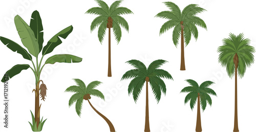 Tropical palm trees and banana tree illustration, coconut tree vector, exotic greenery design, summer jungle plants artwork for nature landscape projects