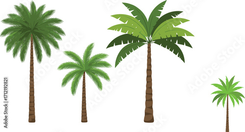Tropical palm trees collection, summer beach nature illustration, coconut palm design, exotic vacation landscape, green tree vector isolated on white