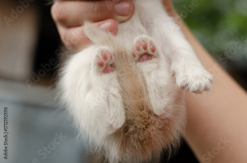 Extreme close-up of a peach kitten's hind paw pads and tucked tail held in a hand. Detail shot, texture of fur and skin. Unique perspective.