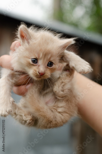 Woman's hand holding a cute peach colored kitten against a backdrop of trees and a building. Low angle view. Outdoor scene, natural light.