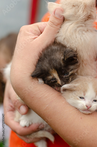 Healing journey concept. Caring female hands with subtle scars hold fragile kittens. Symbol of hope, recovery, and emotional support through pet therapy. Gentle touch.