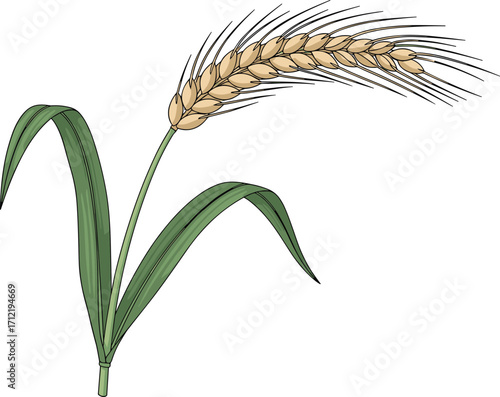 Wheat plant illustration with golden grain, ripe wheat ear, agriculture crop design, cereal harvest vector, natural farming food symbol