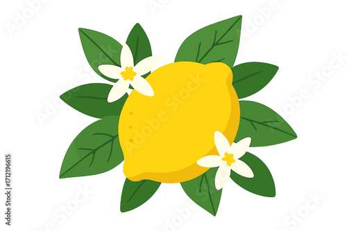 Lemon fruit with leaves and blossom flat vector illustration. Fresh citrus with white flowers and green leaves. Healthy organic food concept for juice or summer design.