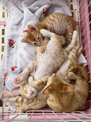 Cute cat in a cage. Homeless cat in a shelter. Kittens waiting to be adopted. 