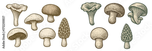 Collection of various edible wild mushrooms and fungi including chanterelle, button, and morel in a detailed vintage engraved style
