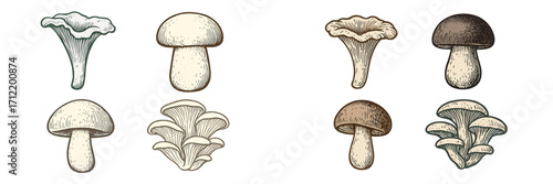 Wild and edible mushrooms including chanterelle, boletus, and oyster fungi with intricate engraved details