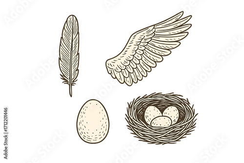 Natural bird elements collection featuring a delicate feather, elegant wing, single egg, and cozy nest with eggs