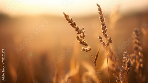 The autumn harvest at sunset