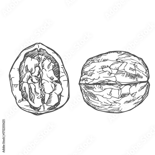 Walnut vector illustration hand drawn with ink. Black and white composition with whole and cut nuts. Template for label design