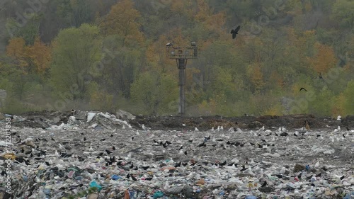 Gulls and crows fly over a huge landfill. Birds fly over a hill of garbage. Environmental pollution and garbage disposal problems. Nature and waste.